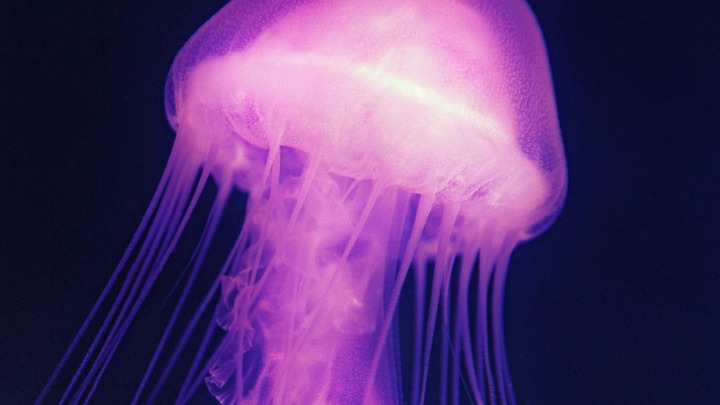 Opasne meduze i ove godine u Egejskom i Jonskom moru