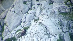 Medvjedica spasila mladunce u borbi sa drugim medvjedom