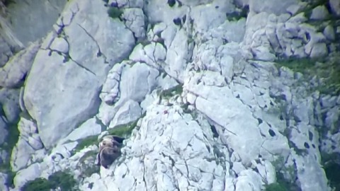 Medvjedica spasila mladunce u borbi sa drugim medvjedom m.jpg