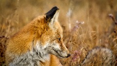 Počela vakcinacija lisica i divljih mesojeda protiv bjesnila