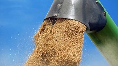 Naredne sedmice o izvozu žitarica iz Ukrajine